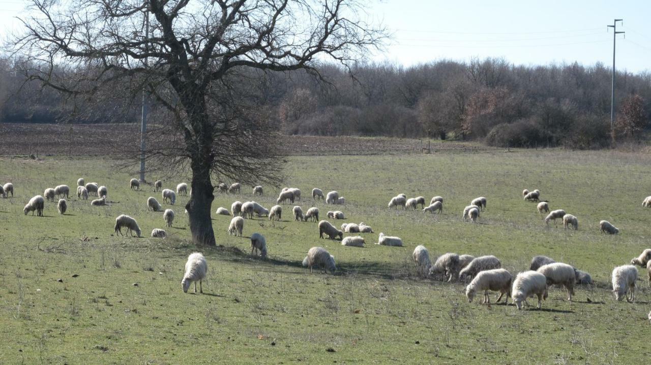 Agriturismo La Ghiga Nepi Eksteriør billede